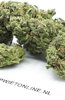 Royal Cheese