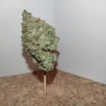 Girl Scout Cookies photo review