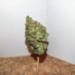 Girl Scout Cookies photo review