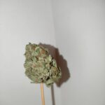 Girl Scout Cookies photo review